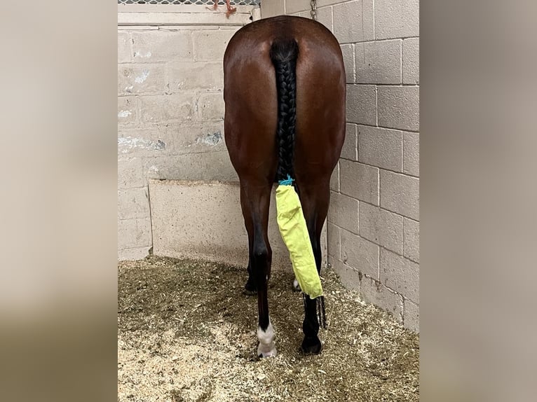 American Quarter Horse Hengst 1 Jaar Roodbruin in Royse City