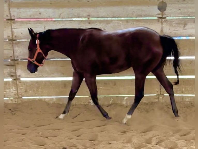 American Quarter Horse Hengst 1 Jaar Roodbruin in Royse City