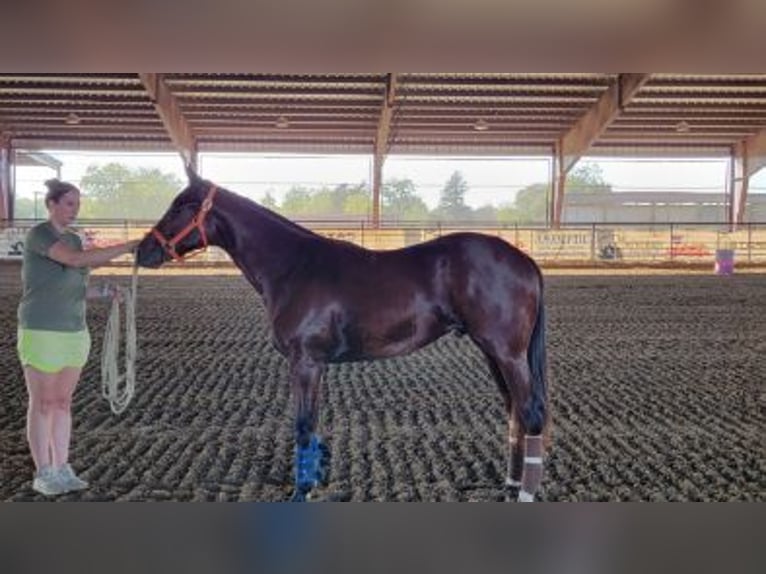 American Quarter Horse Hengst 1 Jaar Roodbruin in Royse City