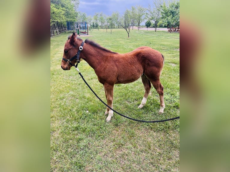 American Quarter Horse Hengst 1 Jaar Roodbruin in Tabdi