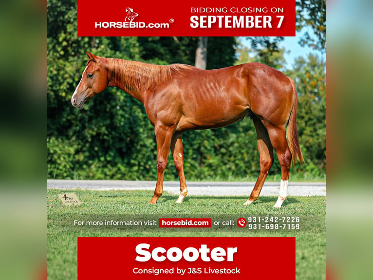American Quarter Horse Hengst 1 Jaar Roodvos in Santa Fe