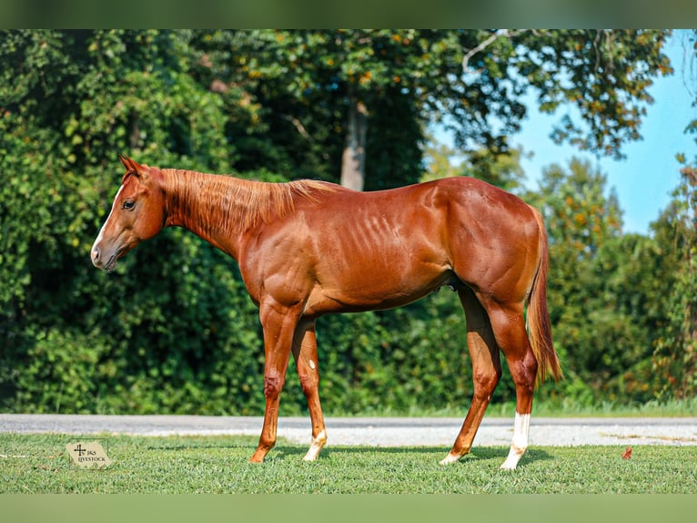 American Quarter Horse Hengst 1 Jaar Roodvos in Santa Fe