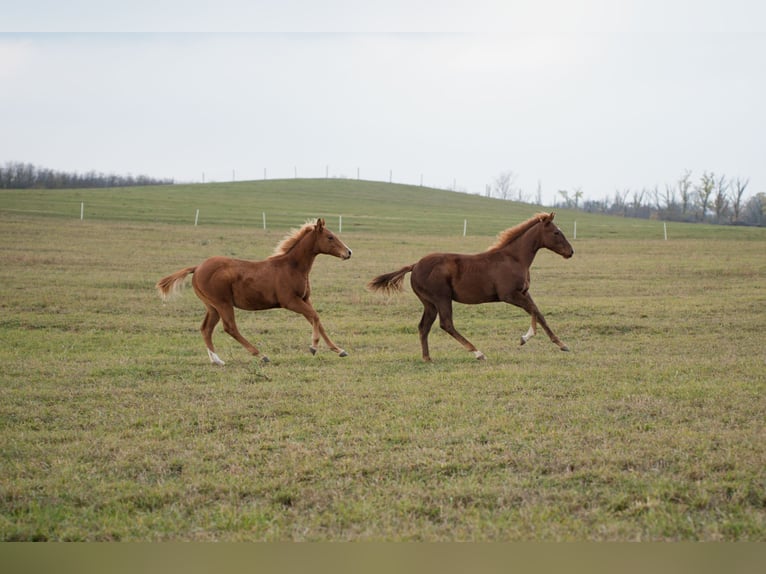 American Quarter Horse Hengst 1 Jaar Roodvos in Iszkaszentgyörgy