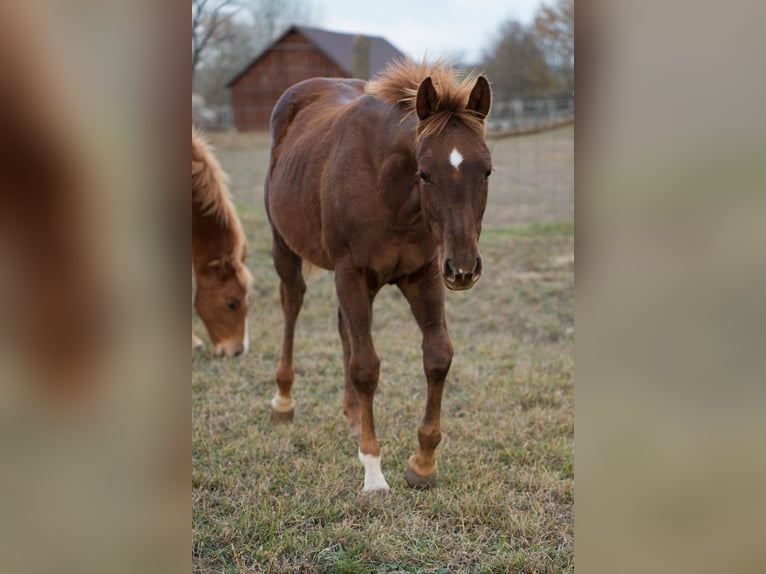 American Quarter Horse Hengst 1 Jaar Roodvos in Iszkaszentgyörgy