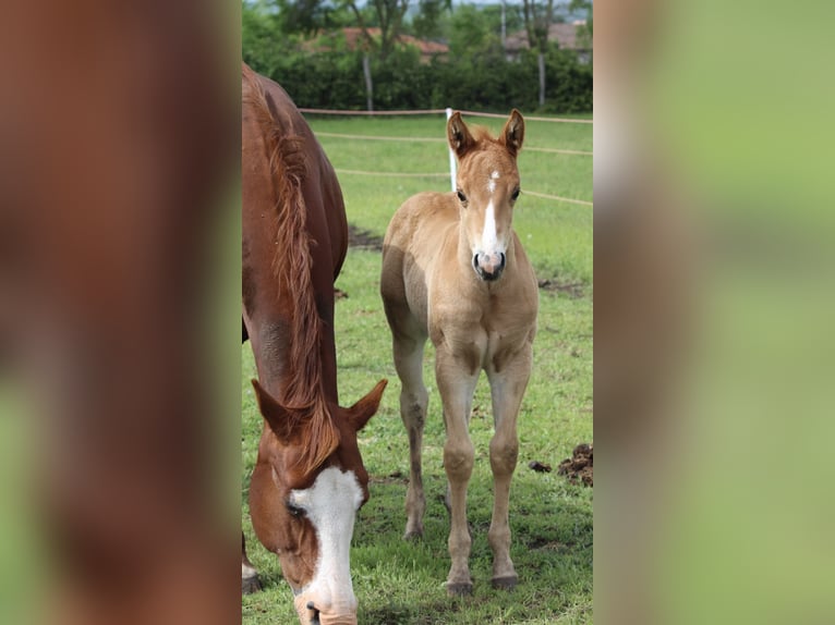 American Quarter Horse Hengst 1 Jaar Roodvos in Iszkaszentgyörgy