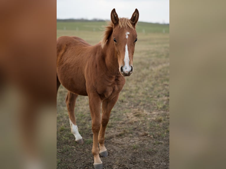American Quarter Horse Hengst 1 Jaar Roodvos in Iszkaszentgyörgy