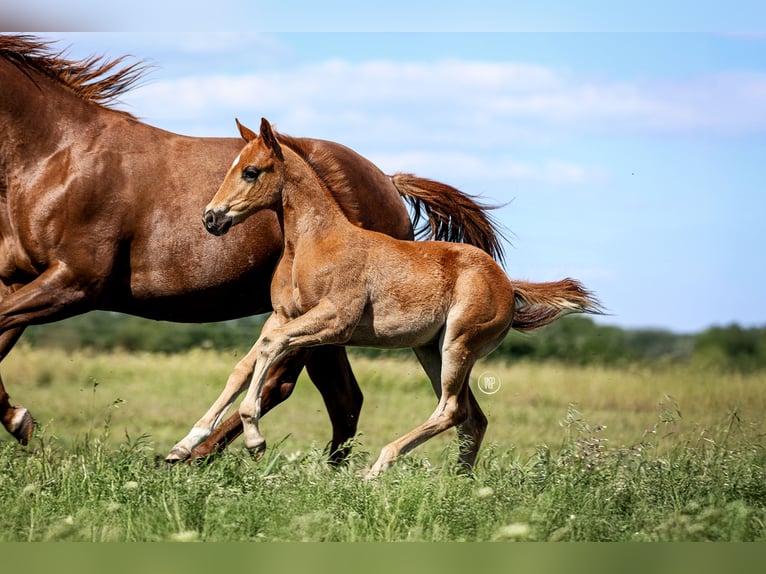 American Quarter Horse Hengst 1 Jaar Roodvos in Iszkaszentgyörgy