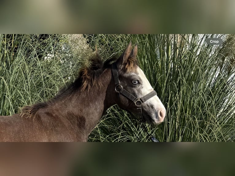 American Quarter Horse Hengst 1 Jaar Schimmel in 8272 zdole