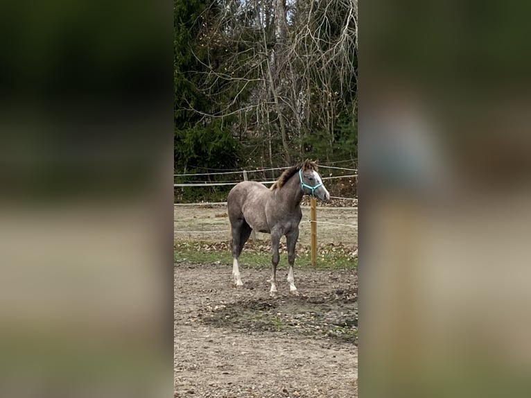 American Quarter Horse Hengst 1 Jaar Schimmel in Stockholm