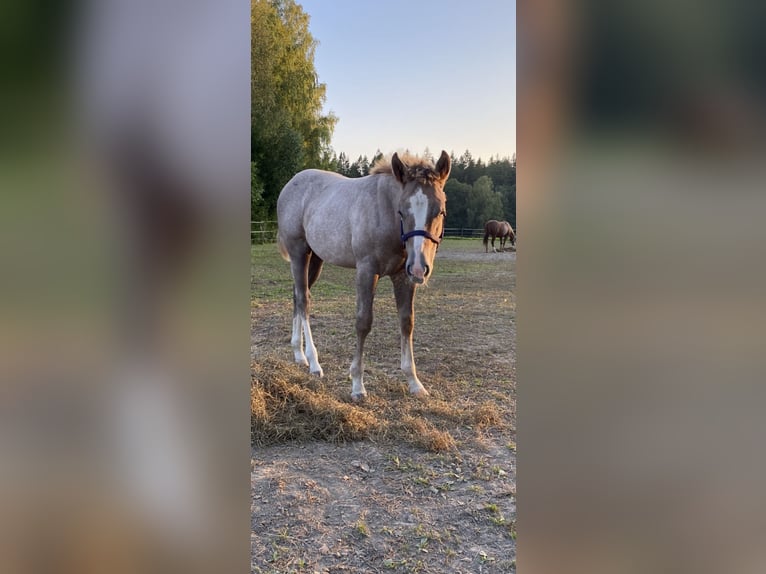 American Quarter Horse Hengst 1 Jaar Schimmel in Stockholm