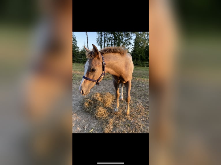 American Quarter Horse Hengst 1 Jaar Schimmel in Stockholm