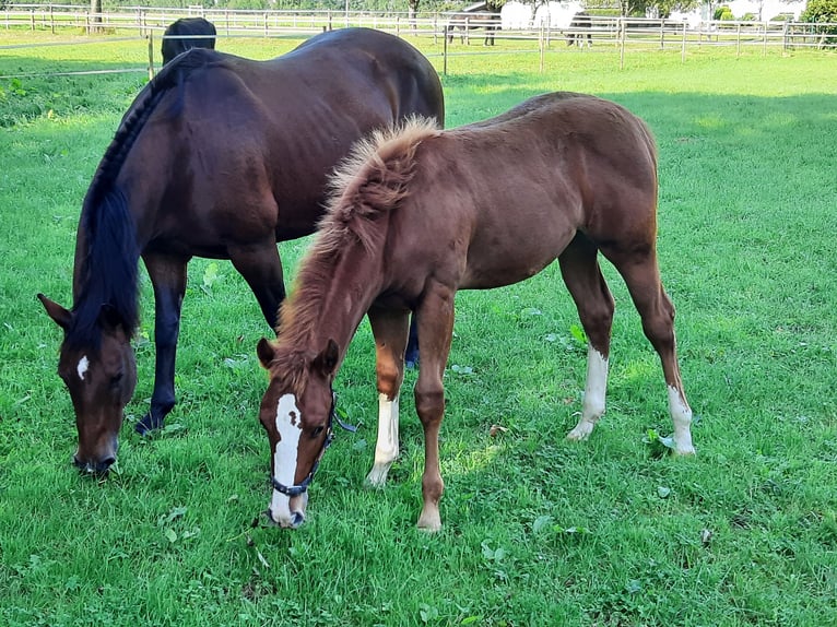 American Quarter Horse Hengst 1 Jaar Vos in Bedburg-Hau