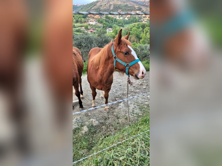 American Quarter Horse Hengst 1 Jaar Vos in Frosinone