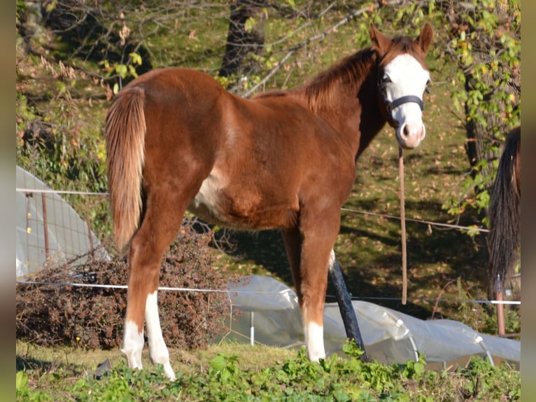 American Quarter Horse Hengst 1 Jaar Vos in Borgo Valsugana