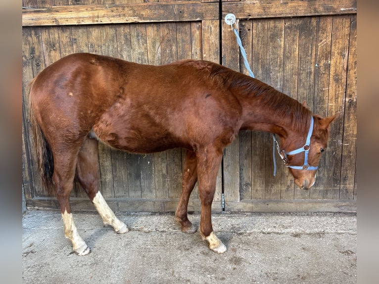 American Quarter Horse Hengst 1 Jaar Vos in Oberndorf b. Schwanenstadt
