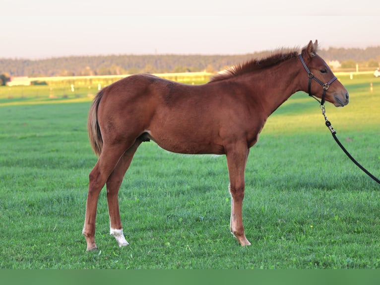 American Quarter Horse Hengst 1 Jaar Vos in Freisen