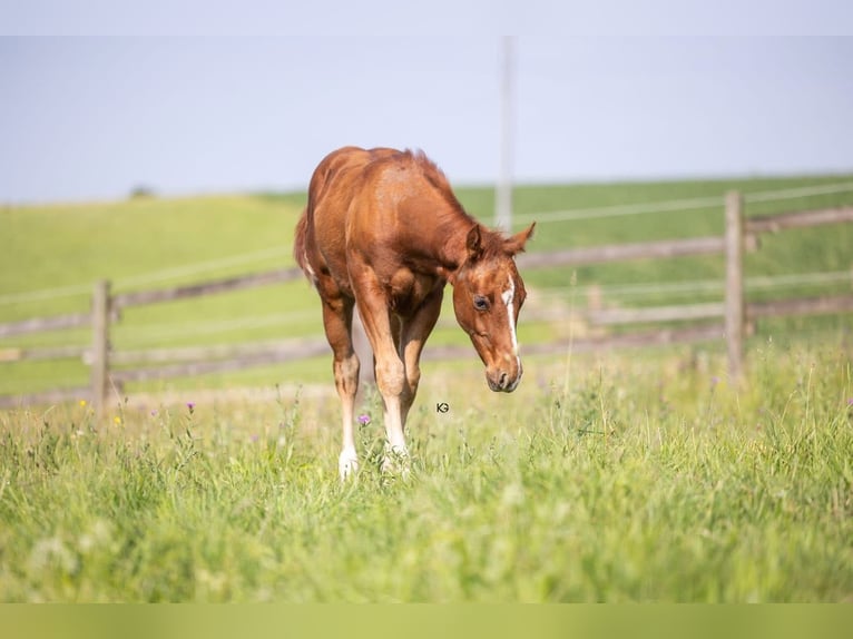 American Quarter Horse Hengst 1 Jaar Vos in Ungenach