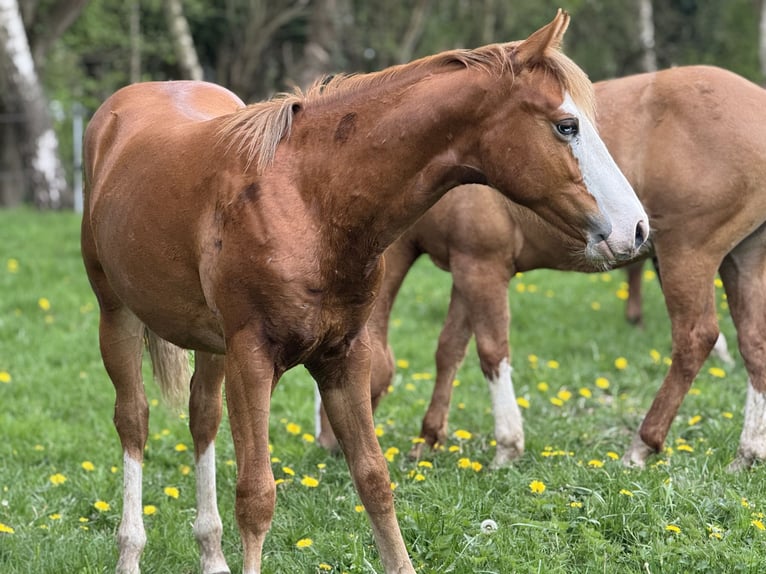 American Quarter Horse Hengst 1 Jaar Vos in Vlagtwedde