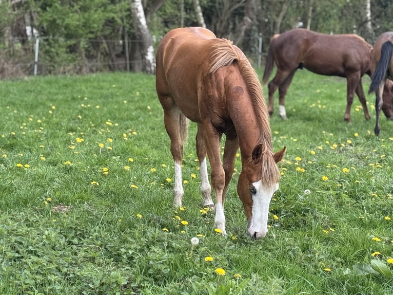 American Quarter Horse Hengst 1 Jaar Vos in Vlagtwedde