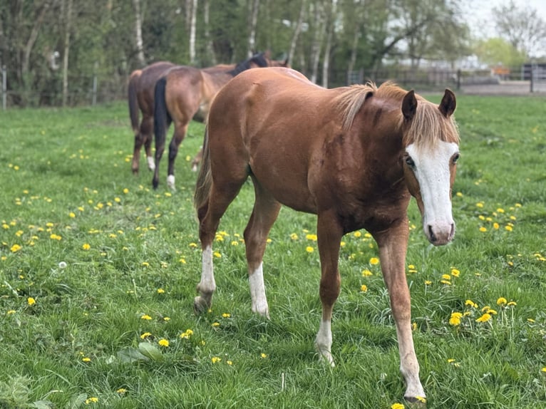 American Quarter Horse Hengst 1 Jaar Vos in Vlagtwedde