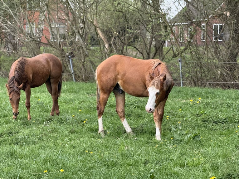 American Quarter Horse Hengst 1 Jaar Vos in Vlagtwedde
