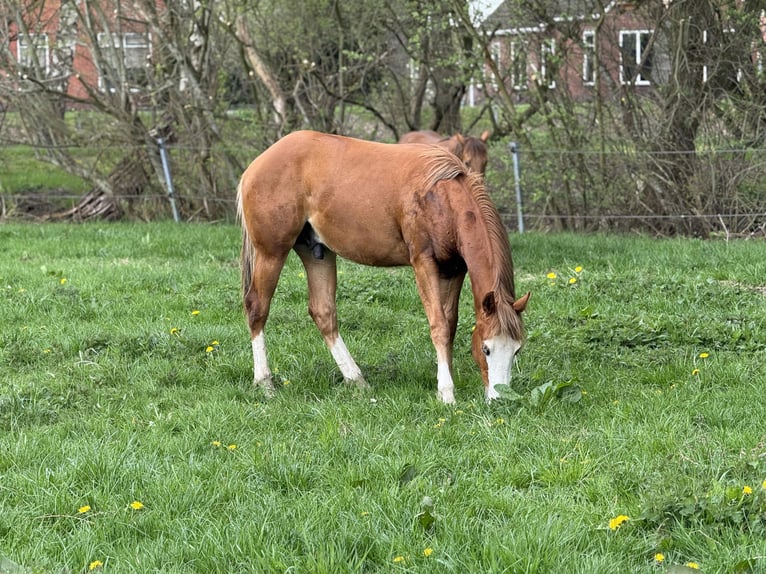 American Quarter Horse Hengst 1 Jaar Vos in Vlagtwedde