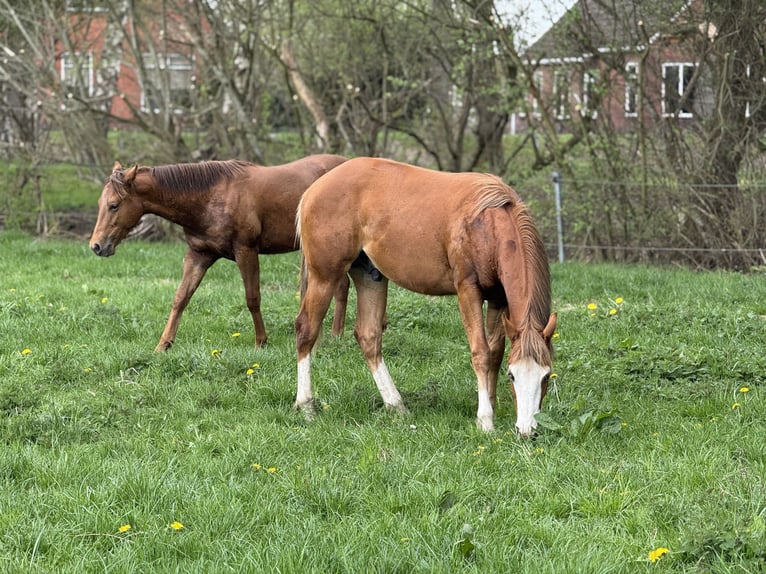American Quarter Horse Hengst 1 Jaar Vos in Vlagtwedde