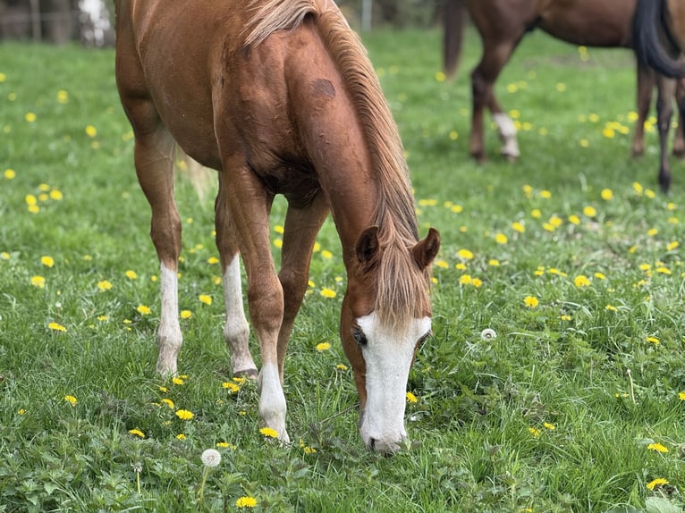 American Quarter Horse Hengst 1 Jaar Vos in Vlagtwedde