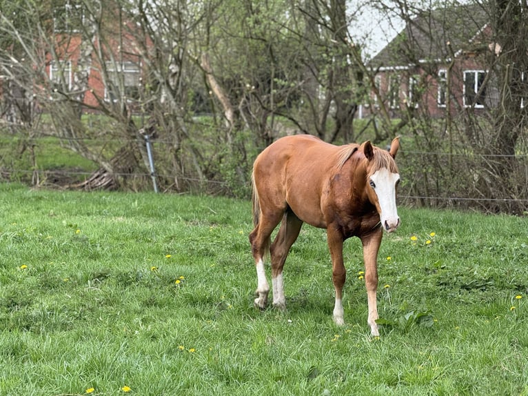 American Quarter Horse Hengst 1 Jaar Vos in Vlagtwedde