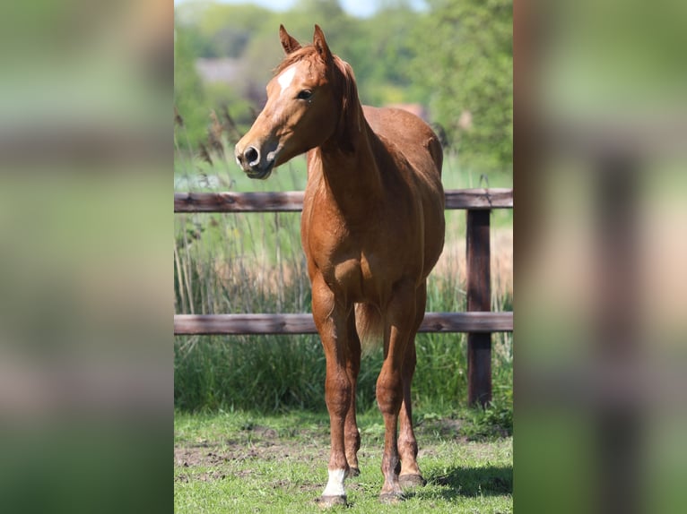 American Quarter Horse Hengst 1 Jaar Vos in Westendorp