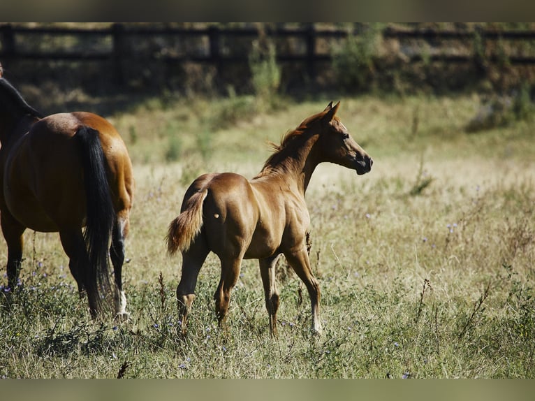 American Quarter Horse Hengst 1 Jaar Vos in München