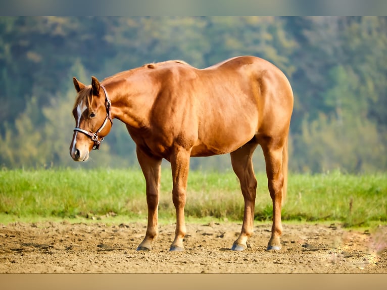 American Quarter Horse Hengst 1 Jaar Vos in München