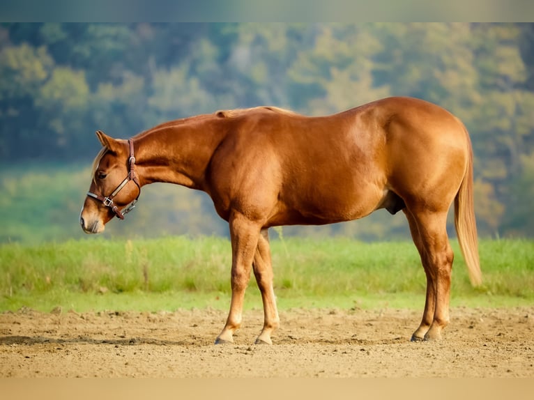 American Quarter Horse Hengst 1 Jaar Vos in München