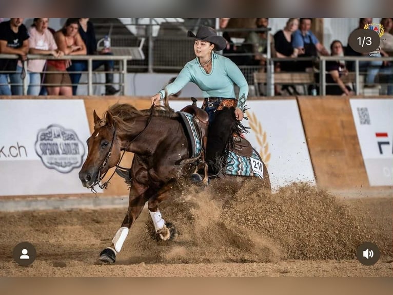 American Quarter Horse Hengst 1 Jaar Vos in Nieuwrode