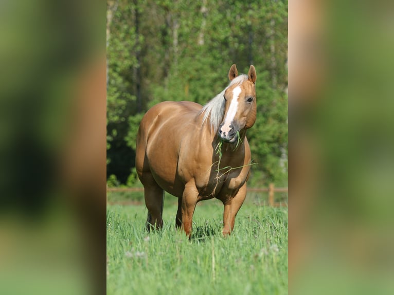 American Quarter Horse Hengst 1 Jaar Vos in Nieuwrode