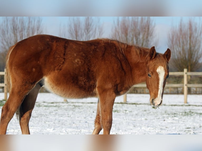 American Quarter Horse Hengst 1 Jaar Vos in Nieuwrode