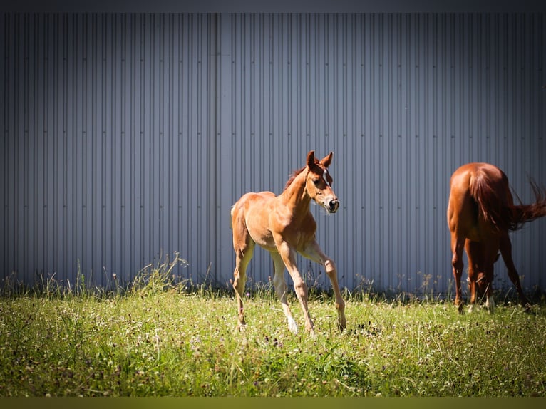 American Quarter Horse Hengst 1 Jaar Vos in Memmingen