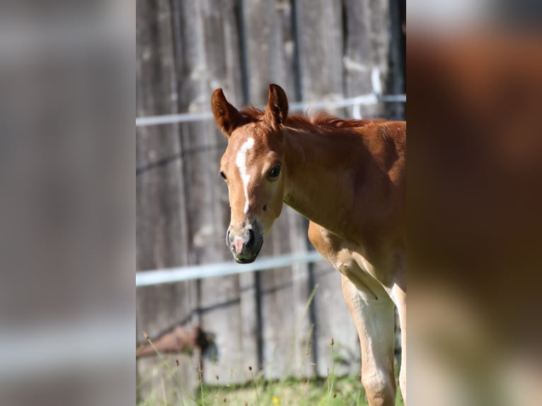 American Quarter Horse Hengst 1 Jaar Vos in Memmingen