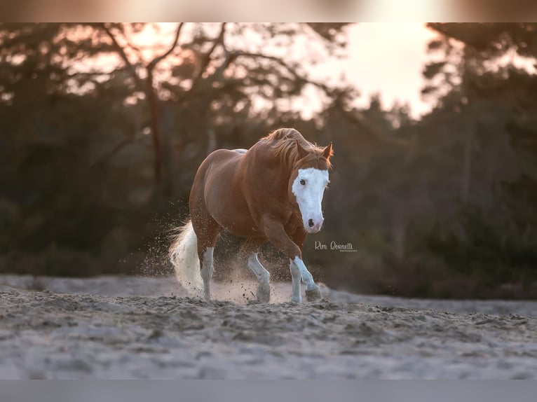 American Quarter Horse Hengst 1 Jaar Vos in Sainte-Croix-aux-Mines