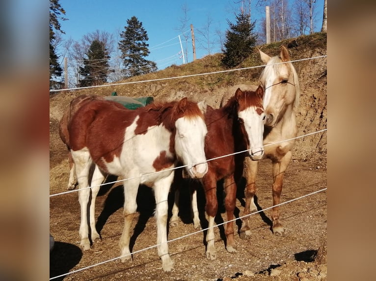 American Quarter Horse Hengst 1 Jaar Vos in Sainte-Croix-aux-Mines