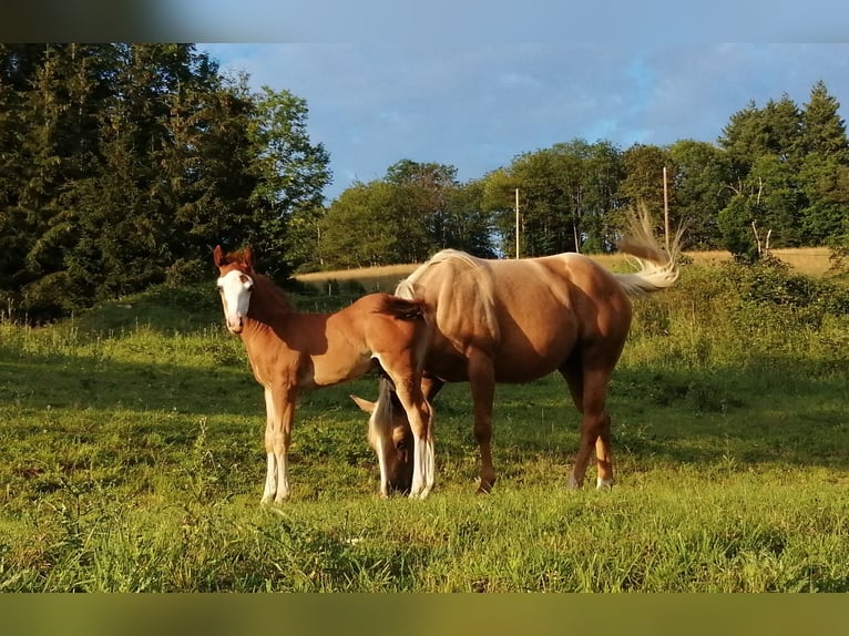 American Quarter Horse Hengst 1 Jaar Vos in Sainte-Croix-aux-Mines