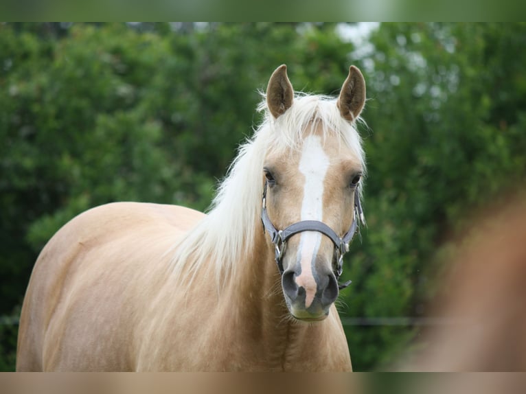 American Quarter Horse Hengst 1 Jaar Vos in Sainte-Croix-aux-Mines