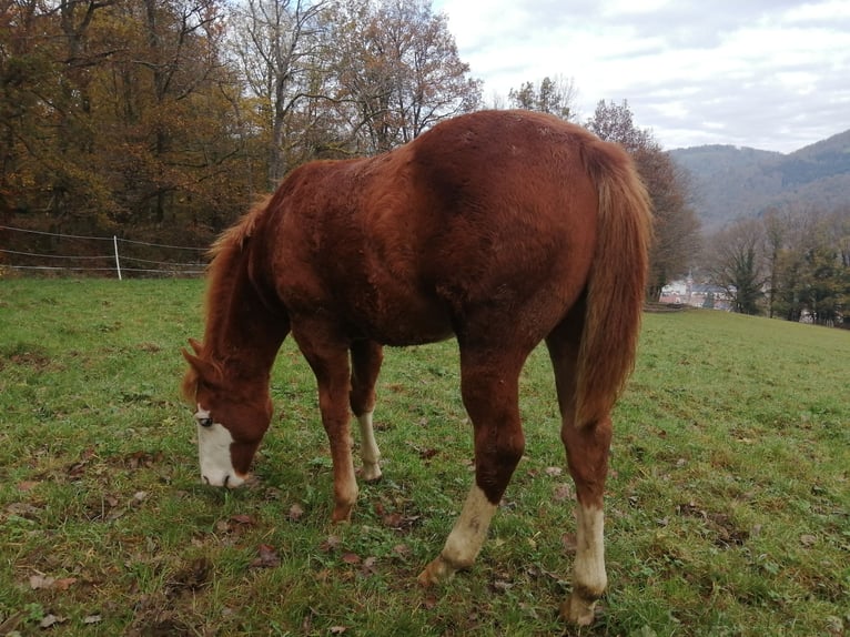 American Quarter Horse Hengst 1 Jaar Vos in Sainte-Croix-aux-Mines