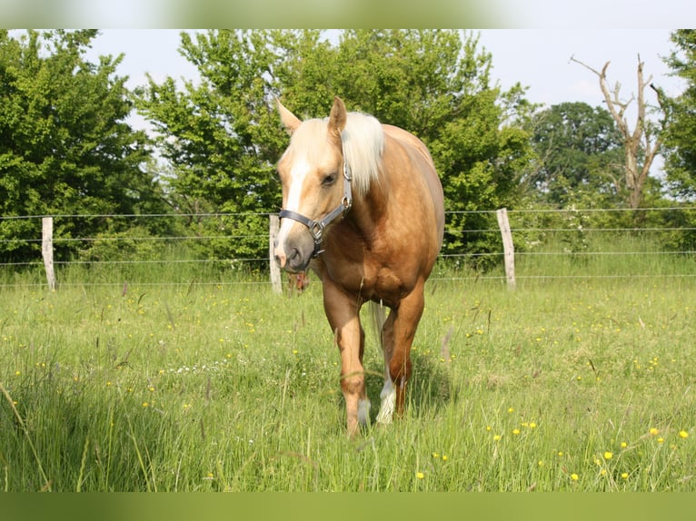 American Quarter Horse Hengst 1 Jaar Vos in Sainte-Croix-aux-Mines