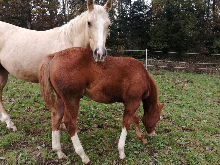 American Quarter Horse Hengst 1 Jaar Vos in Sainte-Croix-aux-Mines