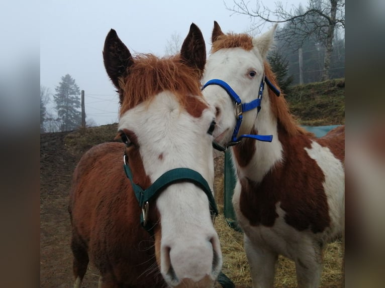 American Quarter Horse Hengst 1 Jaar Vos in Sainte-Croix-aux-Mines