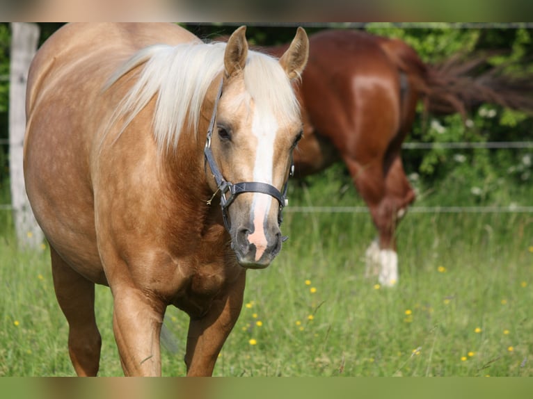 American Quarter Horse Hengst 1 Jaar Vos in Sainte-Croix-aux-Mines