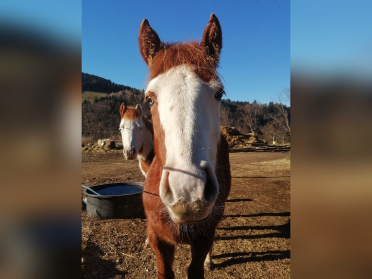 American Quarter Horse Hengst 1 Jaar Vos in Sainte-Croix-aux-Mines