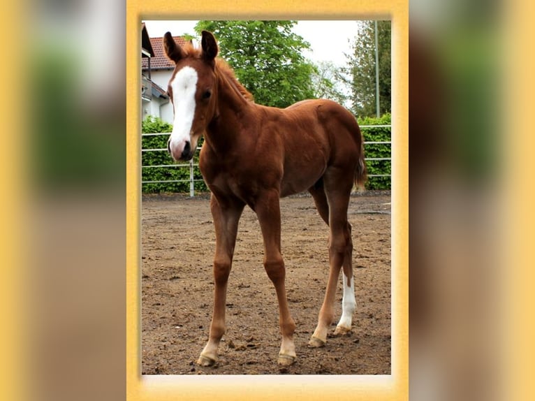 American Quarter Horse Hengst 1 Jaar Vos in Pfaffenhofen an der Roth