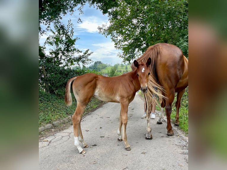 American Quarter Horse Hengst 1 Jaar Vos in Rheinfelden